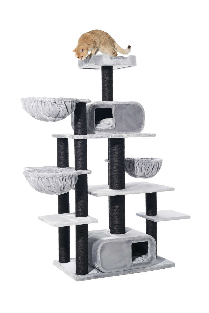 Nobby Kratzbaum Todor